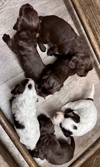 Cocker spaniel puppies