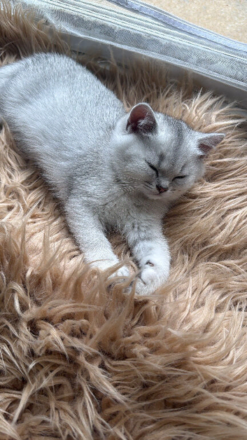 British shorthair