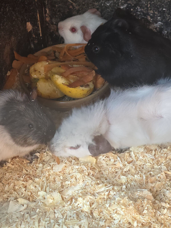 Male guinea pigs