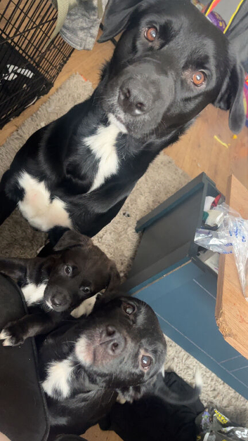 2 girls puppies for sale