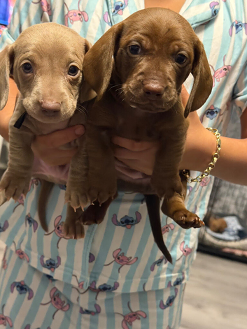 Miniature dachshund