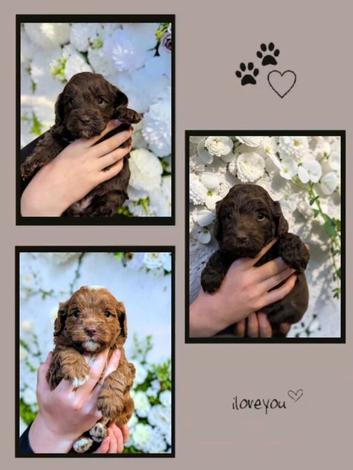 Australian Labradoodle male puppy (miniature)