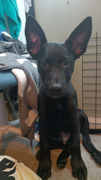 4 month old German shepherd cross Belgian malinois