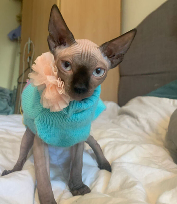 Beautiful sphynx little girl