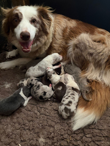 Border collie puppies