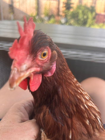 3 Hens 10 months old &pound;20 each