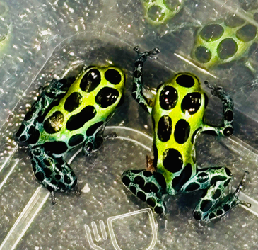 Dart frogs available responsibly bred many satisfied new owners