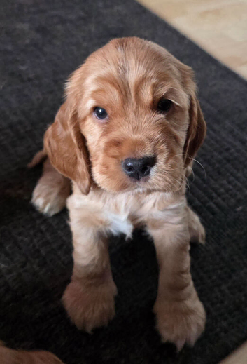 Stunning Golden Show Cocker Spaniel Puppies