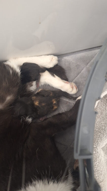 Lovely kittens