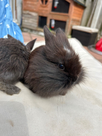 5 baby bunnies