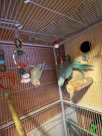 Ringneck pair