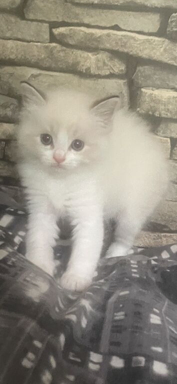 Rare lilac bicolour ragdolls