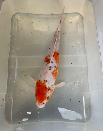 QUALITY KOI CARP COLOURFUL NICE SELECTION