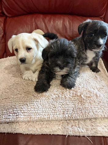 Stunning Puppies