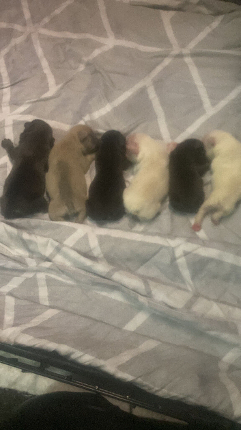 11 day old French bulldogs