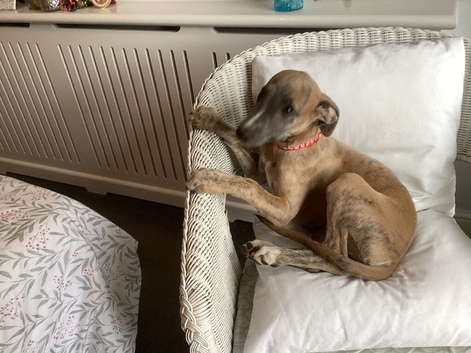 Beautiful fawn brindle boy 12 weeks old