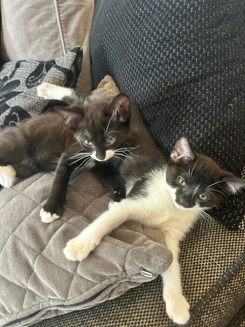 Gorgeous kittens ready to find their forever homes