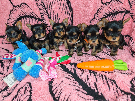 Beautiful Yorkies