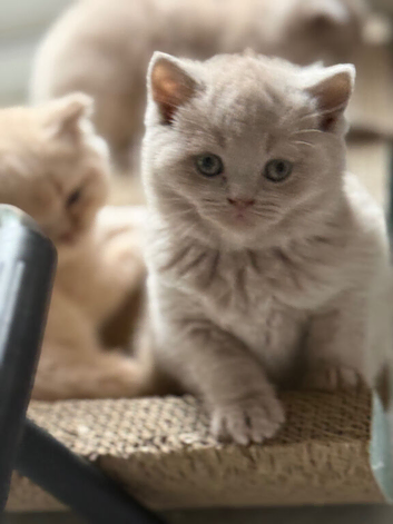 Beautiful BSH lilac kittens