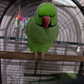 Pair of Indian ringnecks
