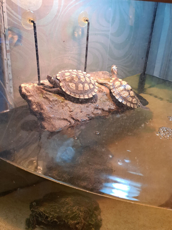 2 map turtles with tank and lights and heat bulb with stand