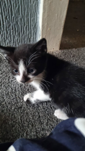 Kittens 10 weeks old ready to go
