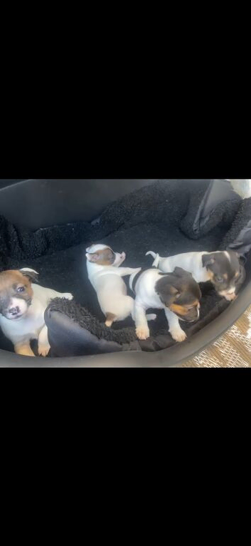 Beautiful jack russel puppies for sale