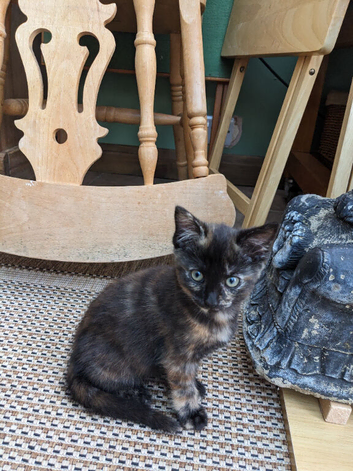 Tortoise shell kitten