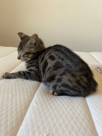 2 bengal x