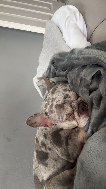 Frenchie dog