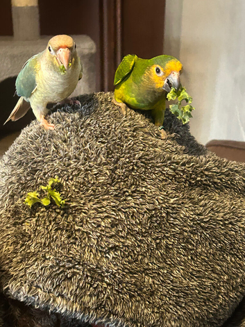 Pair of conures