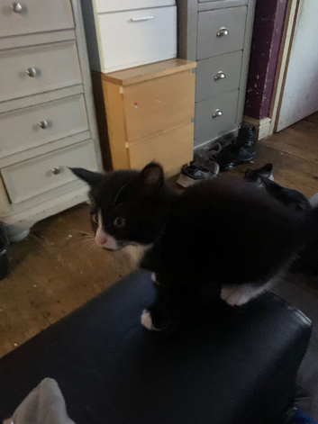 Kittens still available