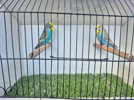 Pretty budgies available for new homes.
