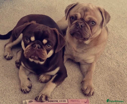 KC slilac pug stud