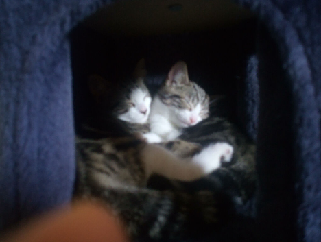 Tortico Kittens need a home