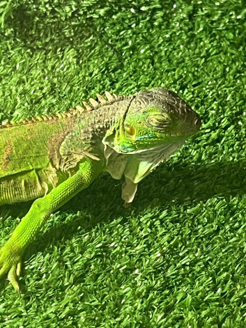 Iguan