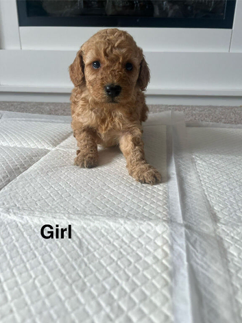 Cockapoo puppies