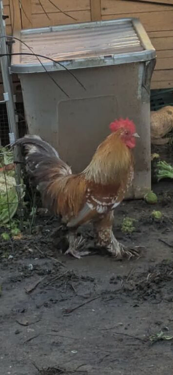 Stunning Mille Fleur Bantam Cockerel