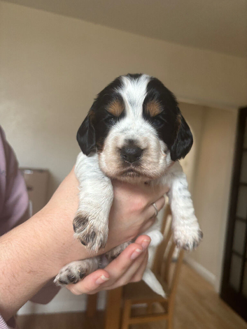 6 beautiful sprocker cross puppy's for sale
