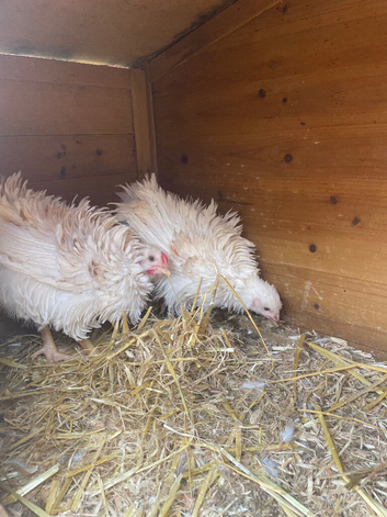 2 frizzle bantams