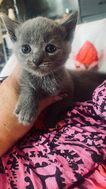 Grey/Russian Blue