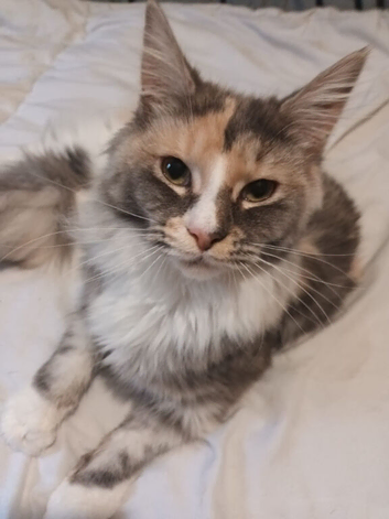 Beautiful Blue tortie female Mainecoon