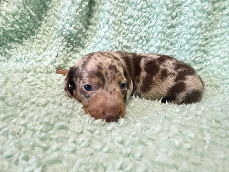 Miniature dachshund puppies