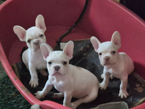 Stunning French Bulldog pups.