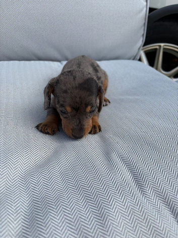 4 dachshund puppies