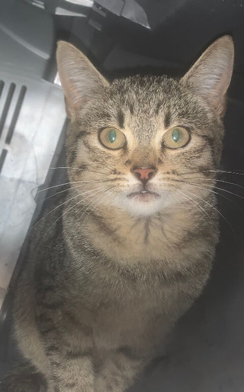 Tabby