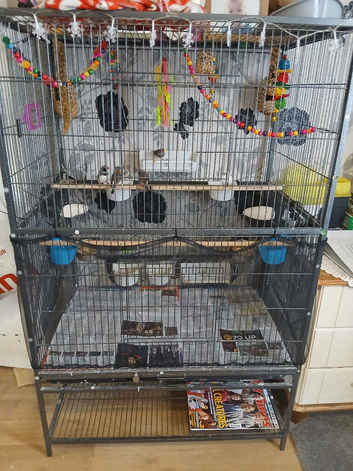 Zebra finches + gage