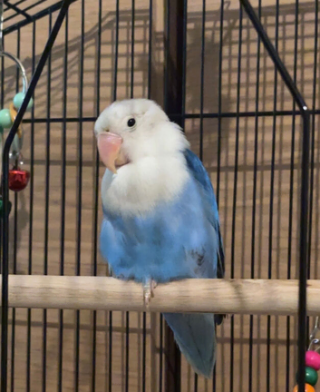 Blue male lovebird