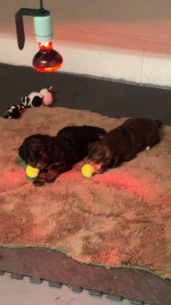 2 male cocker spaniels