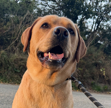 Handsome KC Reg Labrador Retriever Adult Male
